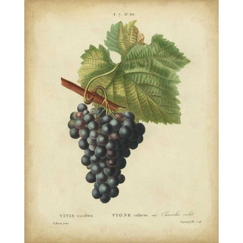 Antique Bessa Grapes I White Modern Wood Framed Art Print by Bessa