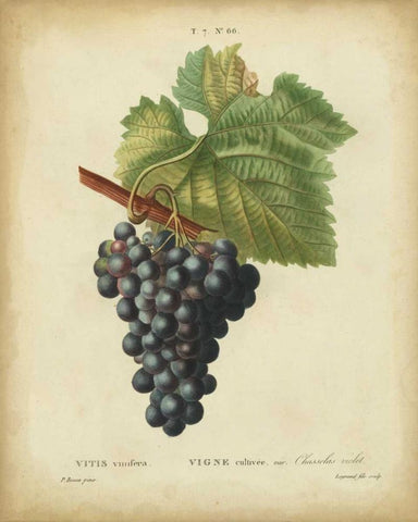 Antique Bessa Grapes I White Modern Wood Framed Art Print with Double Matting by Bessa