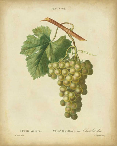 Antique Bessa Grapes II White Modern Wood Framed Art Print with Double Matting by Bessa