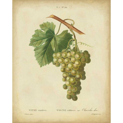 Antique Bessa Grapes II Black Modern Wood Framed Art Print with Double Matting by Bessa