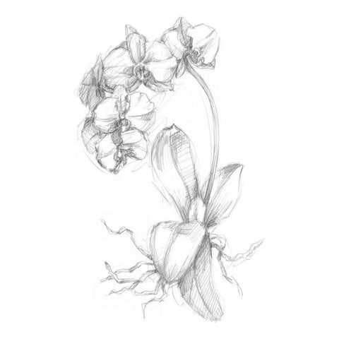 Botanical Sketch V Black Modern Wood Framed Art Print with Double Matting by Harper, Ethan