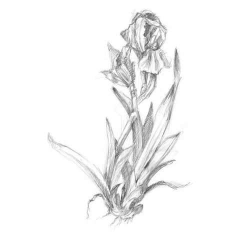 Botanical Sketch VI Black Modern Wood Framed Art Print with Double Matting by Harper, Ethan