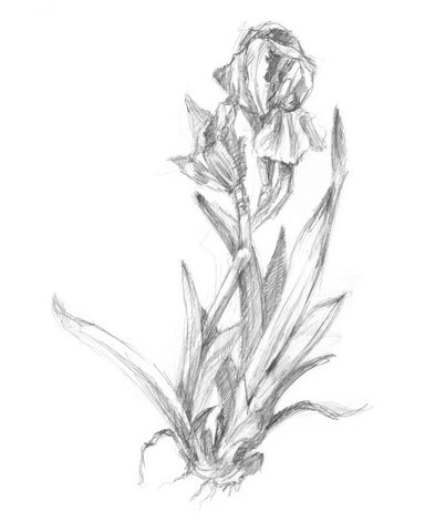 Botanical Sketch VI White Modern Wood Framed Art Print with Double Matting by Harper, Ethan