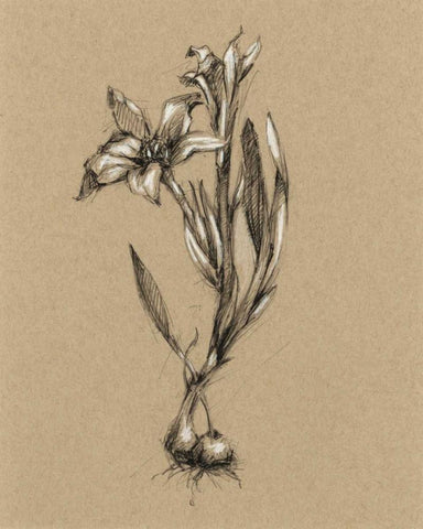 Botanical Sketch Black and White I White Modern Wood Framed Art Print with Double Matting by Harper, Ethan