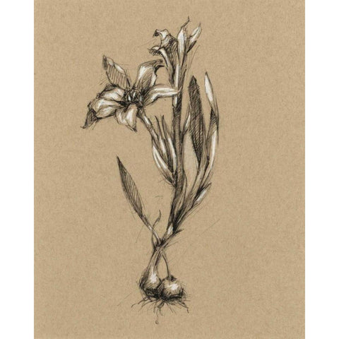 Botanical Sketch Black and White I Gold Ornate Wood Framed Art Print with Double Matting by Harper, Ethan
