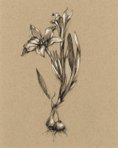 Botanical Sketch Black and White I Black Ornate Wood Framed Art Print with Double Matting by Harper, Ethan