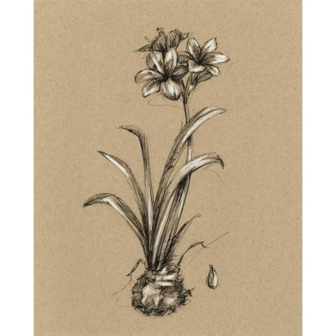 Botanical Sketch Black and White II Black Modern Wood Framed Art Print with Double Matting by Harper, Ethan