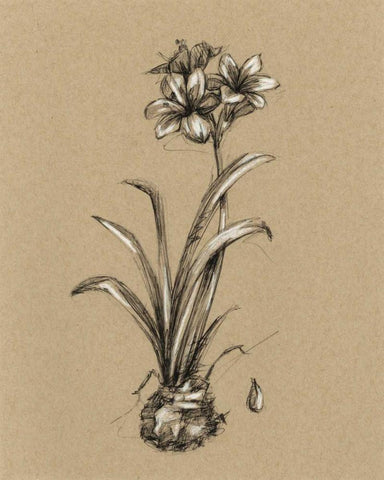 Botanical Sketch Black and White II White Modern Wood Framed Art Print with Double Matting by Harper, Ethan