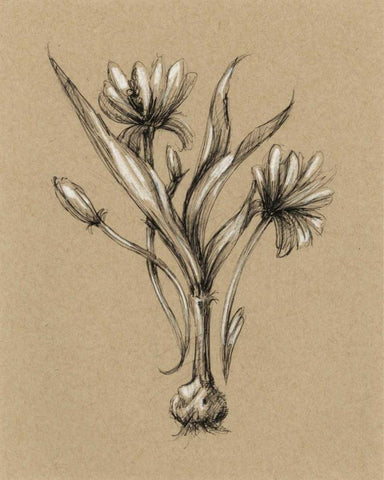 Botanical Sketch Black and White III Black Ornate Wood Framed Art Print with Double Matting by Harper, Ethan