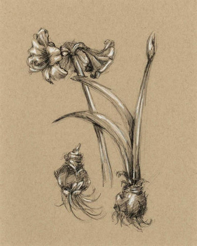 Botanical Sketch Black and White IV White Modern Wood Framed Art Print with Double Matting by Harper, Ethan