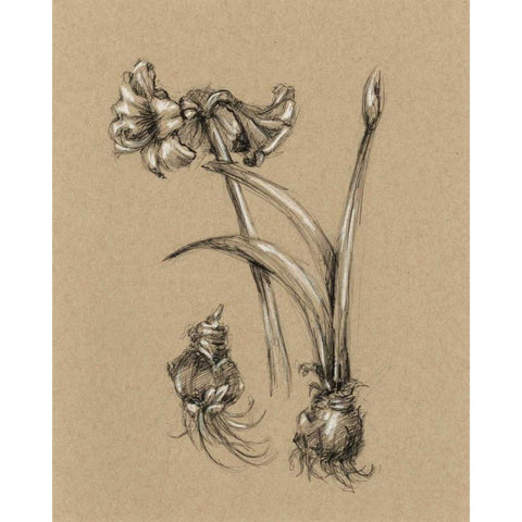 Botanical Sketch Black and White IV Black Modern Wood Framed Art Print by Harper, Ethan