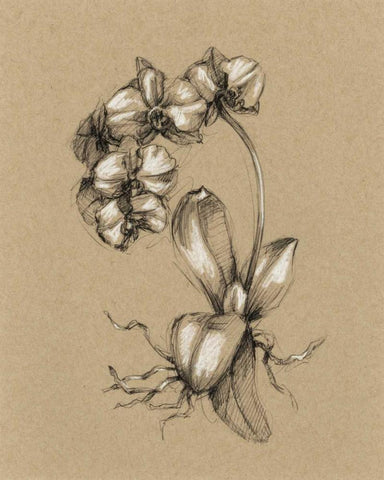 Botanical Sketch Black and White V White Modern Wood Framed Art Print with Double Matting by Harper, Ethan