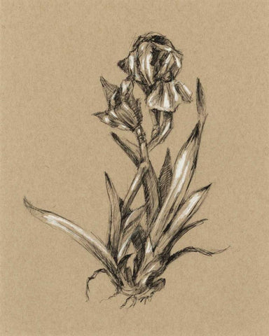 Botanical Sketch Black and White VI White Modern Wood Framed Art Print with Double Matting by Harper, Ethan