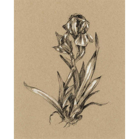 Botanical Sketch Black and White VI White Modern Wood Framed Art Print by Harper, Ethan