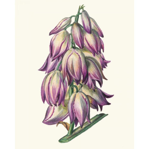 Adams Needle I Black Modern Wood Framed Art Print with Double Matting by McCavitt, Naomi