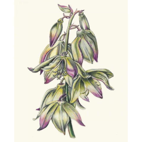 Adams Needle II White Modern Wood Framed Art Print by McCavitt, Naomi