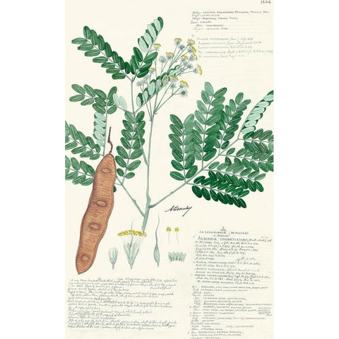 Descubes Ferns II Black Modern Wood Framed Art Print by Descubes, A.