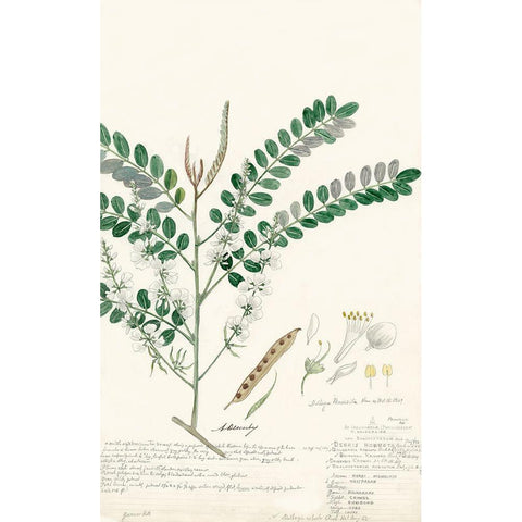 Descubes Ferns III Black Modern Wood Framed Art Print by Descubes, A.
