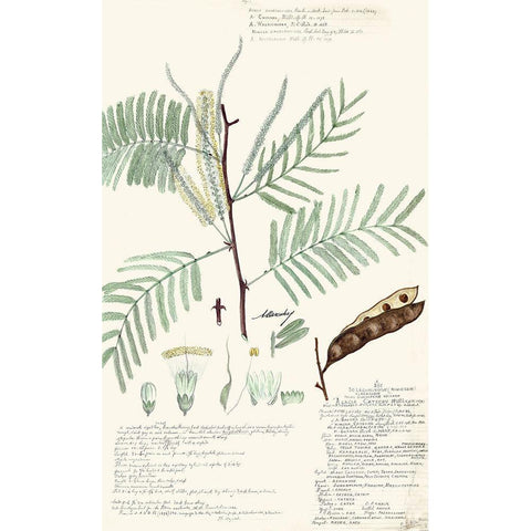 Descubes Ferns IV Gold Ornate Wood Framed Art Print with Double Matting by Descubes, A.