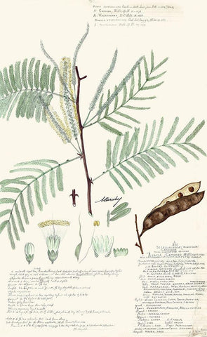 Descubes Ferns IV White Modern Wood Framed Art Print with Double Matting by Descubes, A.
