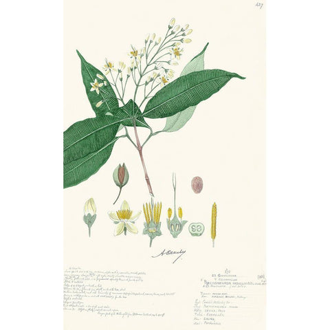 Delicate Descubes I Black Modern Wood Framed Art Print with Double Matting by A. Descubes