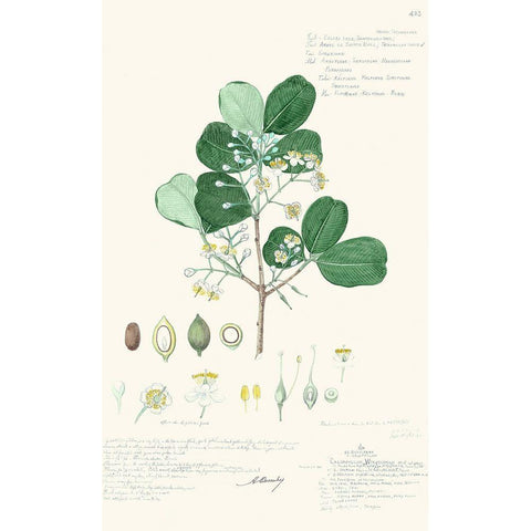 Delicate Descubes II Gold Ornate Wood Framed Art Print with Double Matting by A. Descubes