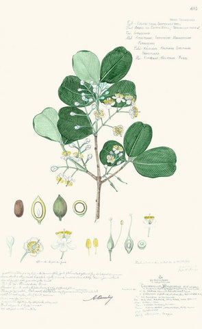 Delicate Descubes II Black Ornate Wood Framed Art Print with Double Matting by A. Descubes