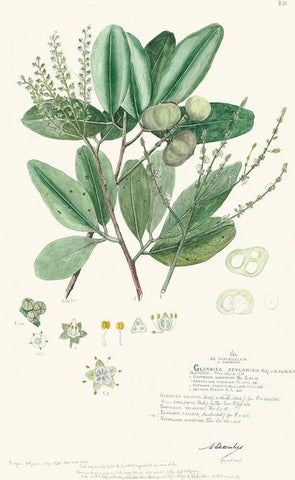 Delicate Descubes III Black Ornate Wood Framed Art Print with Double Matting by A. Descubes