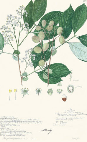 Delicate Descubes IV Black Ornate Wood Framed Art Print with Double Matting by A. Descubes