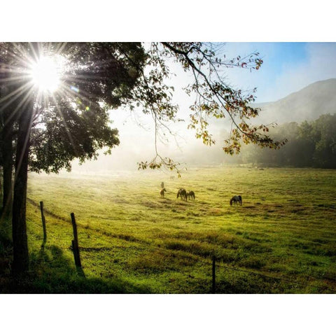 Morning Graze I Black Modern Wood Framed Art Print by Head, Danny
