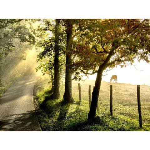 Morning Graze II Black Modern Wood Framed Art Print by Head, Danny
