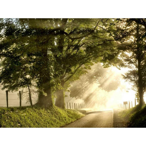 Fresh Morning I Black Modern Wood Framed Art Print with Double Matting by Head, Danny
