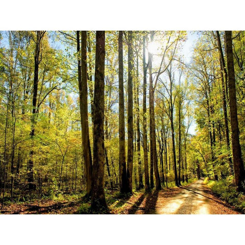 A Fresh New Morning Black Modern Wood Framed Art Print with Double Matting by Head, Danny