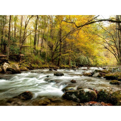 Creekside White Modern Wood Framed Art Print by Head, Danny