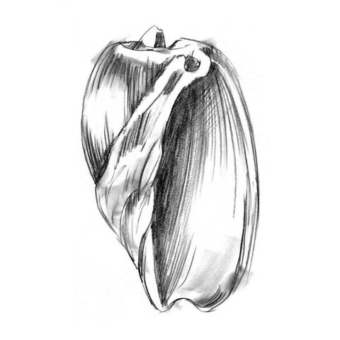 UA CH Shell Sketch III White Modern Wood Framed Art Print by Harper, Ethan