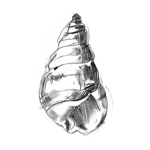 UA CH Shell Sketch V Black Modern Wood Framed Art Print by Harper, Ethan