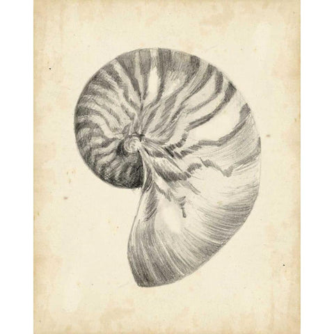 Antique Shell Study I Black Modern Wood Framed Art Print by Harper, Ethan
