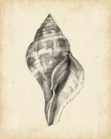 Antique Shell Study II White Modern Wood Framed Art Print with Double Matting by Harper, Ethan