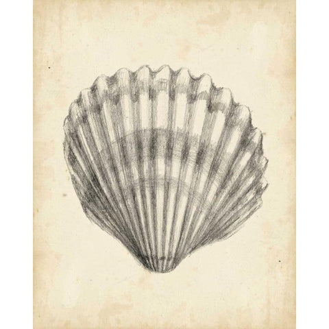Antique Shell Study III Black Modern Wood Framed Art Print by Harper, Ethan