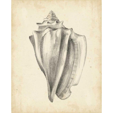 Antique Shell Study IV White Modern Wood Framed Art Print by Harper, Ethan