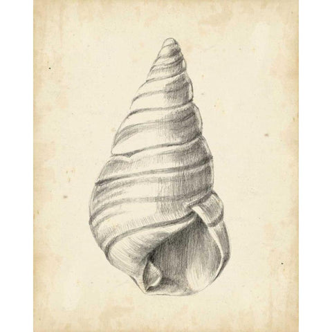 Antique Shell Study V Black Modern Wood Framed Art Print with Double Matting by Harper, Ethan