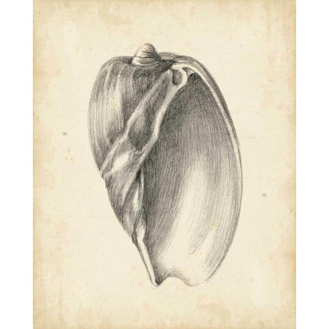Antique Shell Study VI Black Modern Wood Framed Art Print with Double Matting by Harper, Ethan