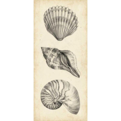 Antique Shell Study Panel I Black Modern Wood Framed Art Print with Double Matting by Harper, Ethan
