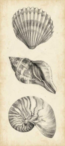 Antique Shell Study Panel I White Modern Wood Framed Art Print with Double Matting by Harper, Ethan