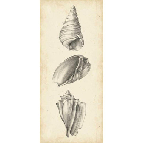 Antique Shell Study Panel II Black Modern Wood Framed Art Print by Harper, Ethan