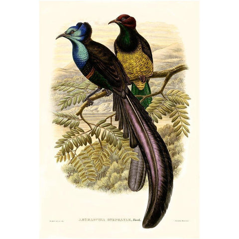 Gould Bird of Paradise I Gold Ornate Wood Framed Art Print with Double Matting by Gould