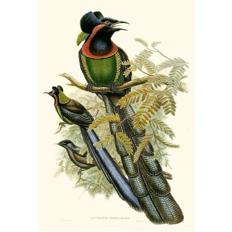 Gould Bird of Paradise II Gold Ornate Wood Framed Art Print with Double Matting by Gould