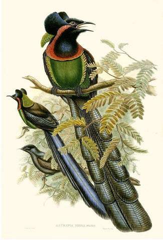 Gould Bird of Paradise II Black Ornate Wood Framed Art Print with Double Matting by Gould