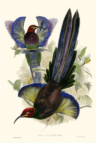 Gould Bird of Paradise III Black Ornate Wood Framed Art Print with Double Matting by Gould