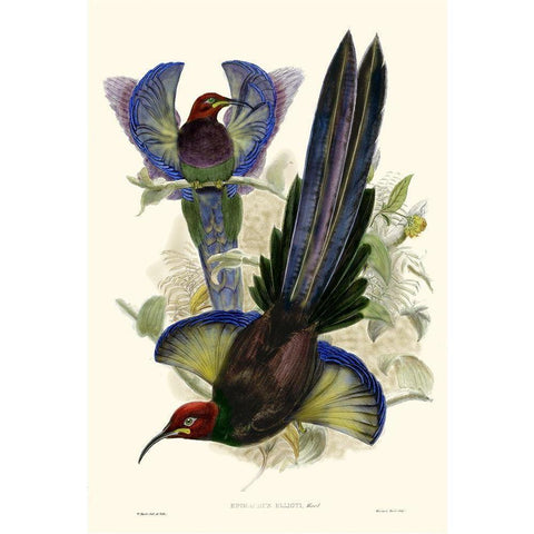 Gould Bird of Paradise III Black Modern Wood Framed Art Print by Gould